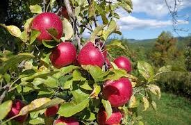 Алма бақтарын ON-LINE сақтандыру