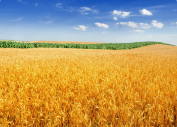 Кең дала 2 бағдарламасы