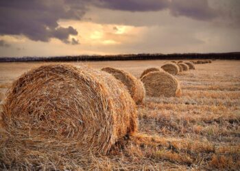 Өз жем-шөбіміз