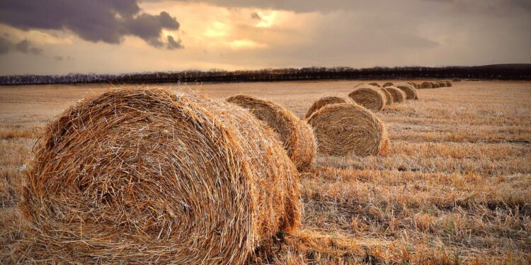 Өз жем-шөбіміз