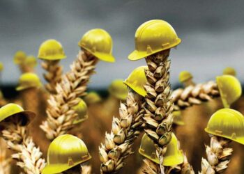 Күздік дақылдарды сақтандыру