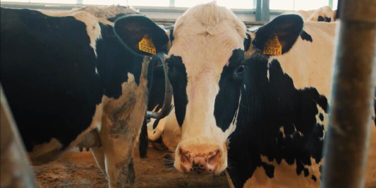 Мал шаруашылығын сақтандыру