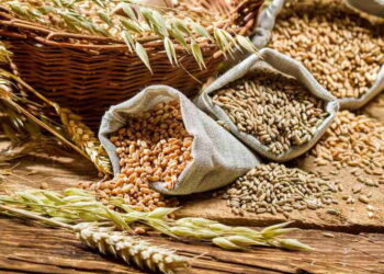 Қазақстанда 20 млн тонна астық жиналды