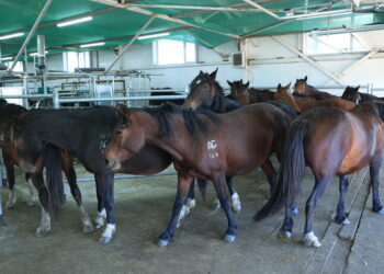 Қостанай облысында саумал негізіндегі косметика шығарыла бастайды