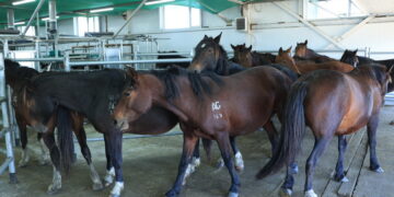 Қостанай облысында саумал негізіндегі косметика шығарыла бастайды