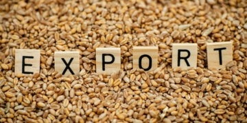 Соңғы үш жылда Қытайға жөнелтілген астық экспорты 6 есеге артты