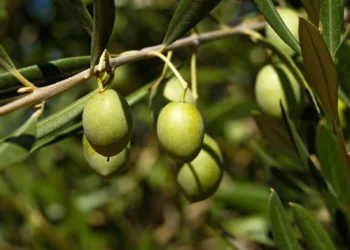 Италияда құрғақшылыққа байланысты зәйтүн майы аз өндірілуі мүмкін