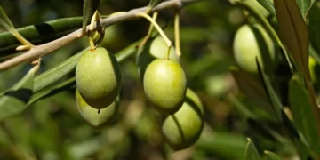 Италияда құрғақшылыққа байланысты зәйтүн майы аз өндірілуі мүмкін