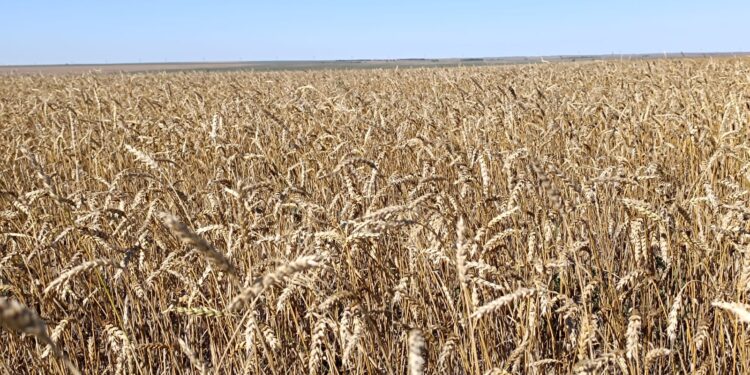 Қытай бидайдың сатып алу бағасын көтерді