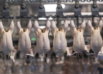 Қостанай облысында құс фабрикасы салынады