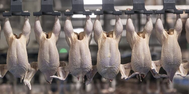 Қостанай облысында құс фабрикасы салынады