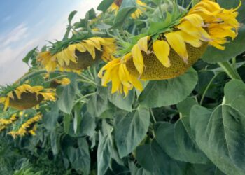 Елімізде күнбағыс жинау науқаны басталды