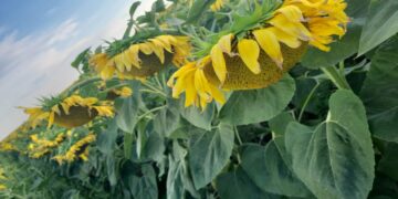 Елімізде күнбағыс жинау науқаны басталды