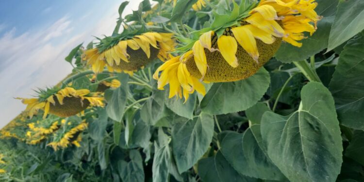 Елімізде күнбағыс жинау науқаны басталды