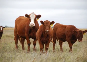 Малын сақтандырған фермерлердің 255 млн теңгесі субсидияланды