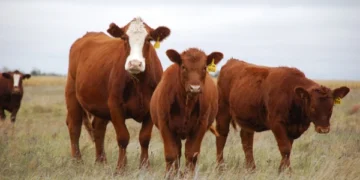 Малын сақтандырған фермерлердің 255 млн теңгесі субсидияланды