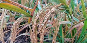 Балқаш ауданында күріш орағы 83 пайызға аяқталды