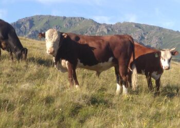 Малын сақтандырған фермерлердің 255 млн теңгесі субсидияланды