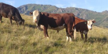 Малын сақтандырған фермерлердің 255 млн теңгесі субсидияланды