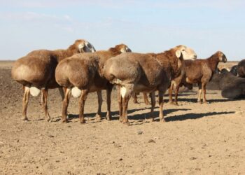 «Еділбай» қой тұқымын өсіретін кешен іске қосылады