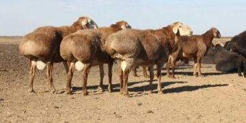 «Еділбай» қой тұқымын өсіретін кешен іске қосылады