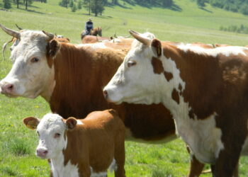 СҚО-да бруцеллезге қатысты шектеулер алынып тасталды