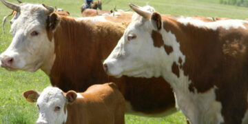 Мал шаруашылығына жеңілдетілген несие беріледі