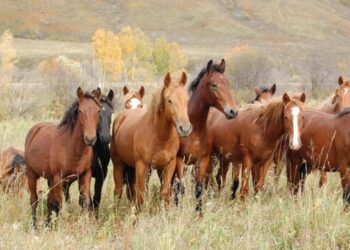 Жылқы шаруашылығын дамыту субсидиясына өзгерістер енгізілді