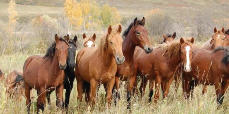 Жылқы шаруашылығын дамыту субсидиясына өзгерістер енгізілді