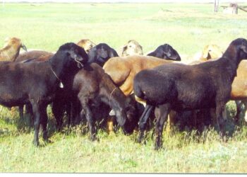 Қойдың жүні кәдеге аспай жатыр