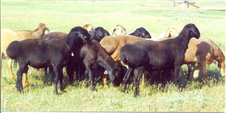 Қойдың жүні кәдеге аспай жатыр