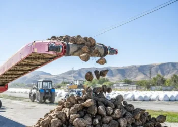 Биыл 1 млн 100 мың тонна қант қызылшасы жиналады