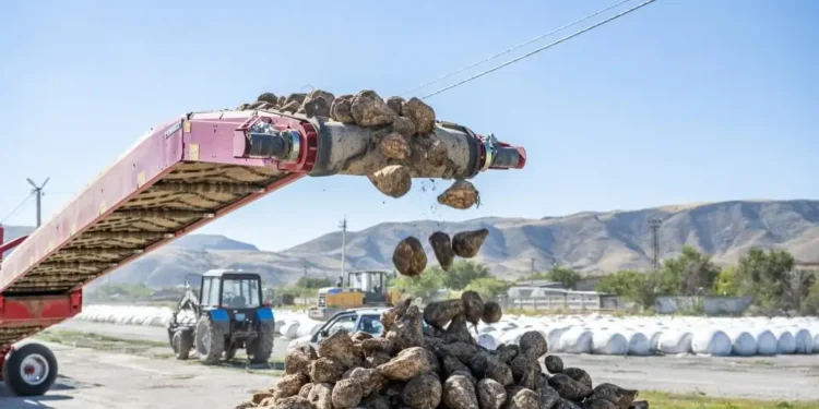 Биыл 1 млн 100 мың тонна қант қызылшасы жиналады