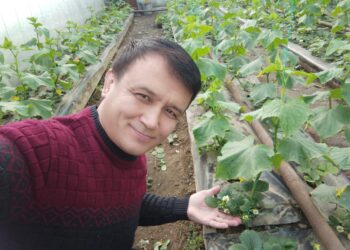 Шағын жылыжай ішкі нарықты қамтамасыз етеді