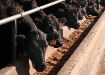 Түркістан облысында кешенді мал бордақылау алаңы ашылады