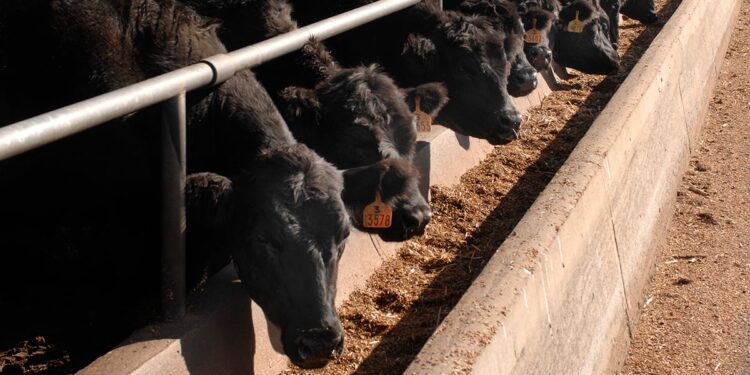 Түркістан облысында кешенді мал бордақылау алаңы ашылады