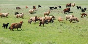 Тауарлы несие ретінде мал беріле бастады