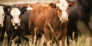 Абай облысының шаруалары 2 млрд теңге несие алды