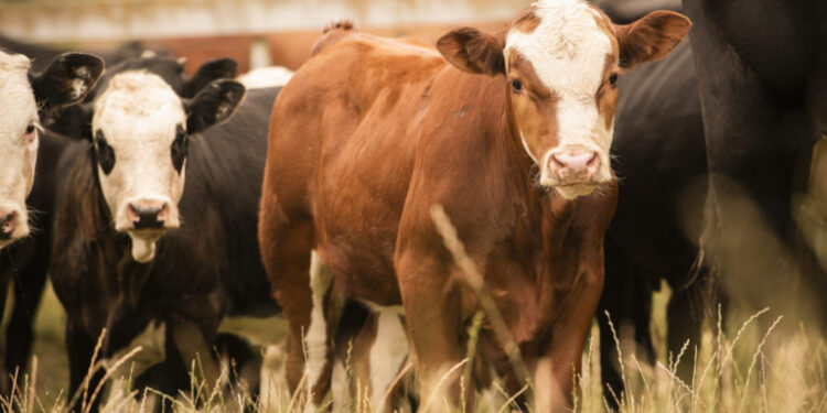 Абай облысының шаруалары 2 млрд теңге несие алды