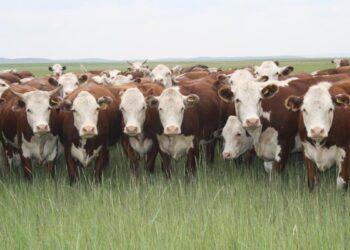 АШМ еркек тайыншалар мен тоқтыларды экспорттауға квота лимитін арттырды