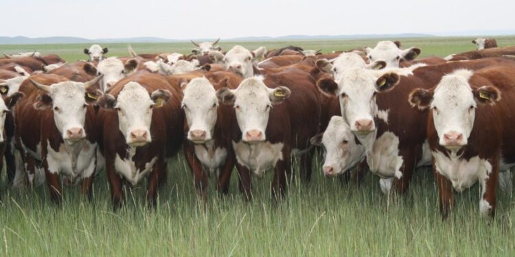 АШМ еркек тайыншалар мен тоқтыларды экспорттауға квота лимитін арттырды