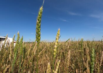 «Кудесница» деген бидайдың жаңа түрі шықты