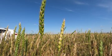 «Кудесница» деген бидайдың жаңа түрі шықты