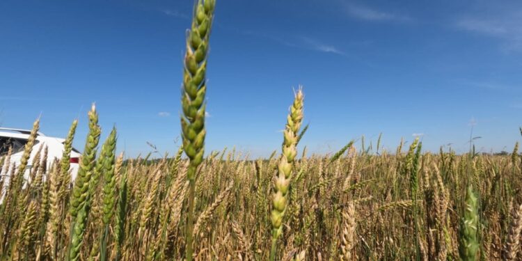 «Кудесница» деген бидайдың жаңа түрі шықты