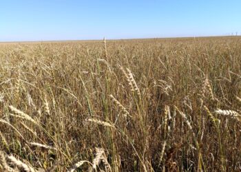 Ақтөбе облысында егін жинау науқаны аяқталды