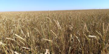 4 және 5-класты бидайдың бағасы белгіленді