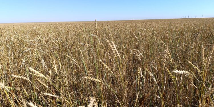 4 және 5-класты бидайдың бағасы белгіленді