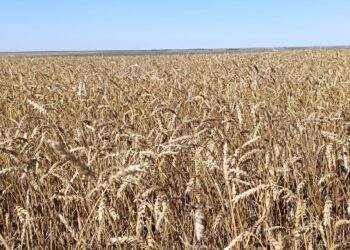 Елімізде 22,7 млн. тоннадан астам астық жиналды