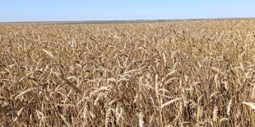 Елімізде 22,7 млн. тоннадан астам астық жиналды