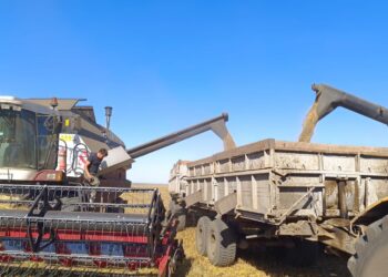 Әлемдік нарықта бидай мен арпаның бағасы өсіп келеді